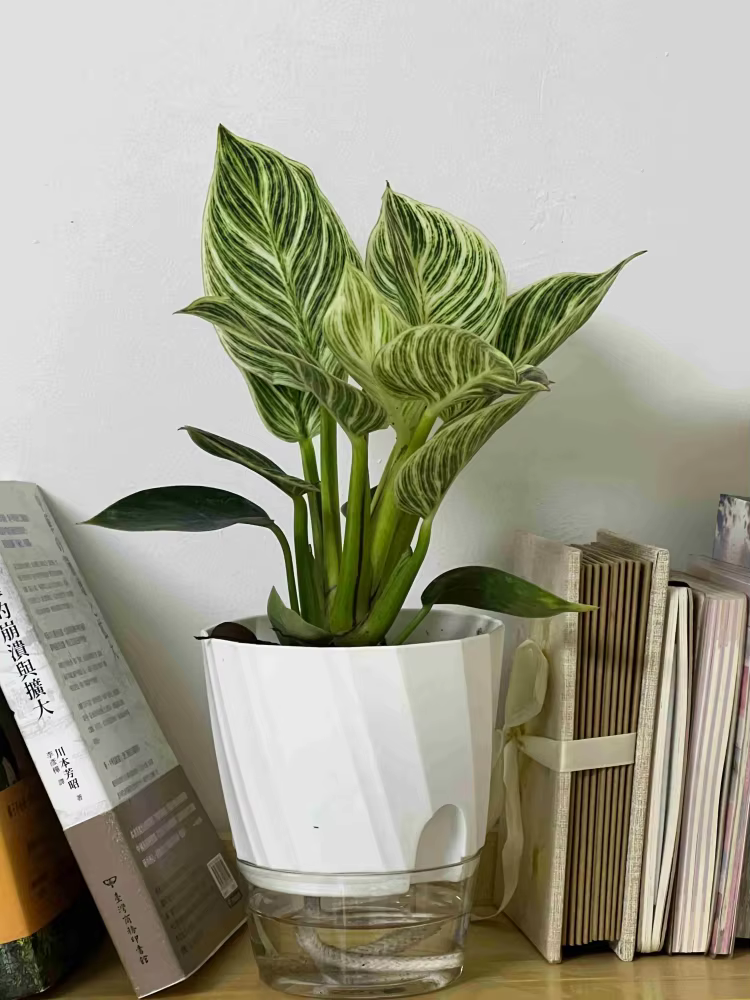 Domce- AquaGrow™ Självvattnande Kruka